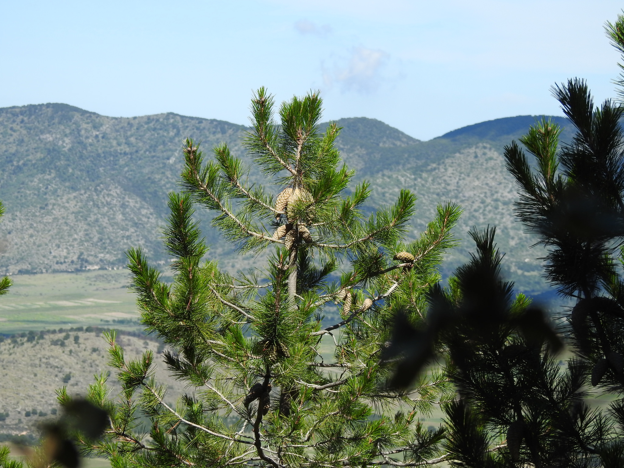 Pinus greggii